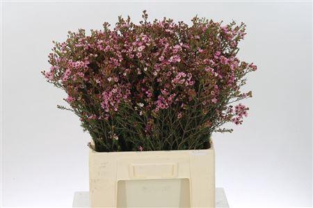 <h4>Chamelauc Sarahs Delight</h4>