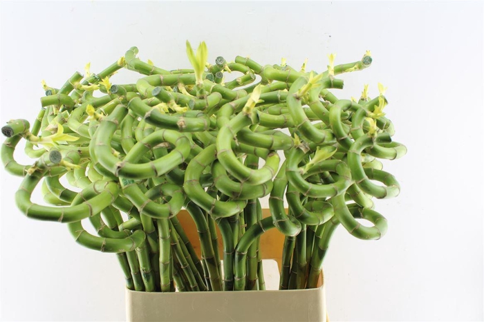 <h4>Drac S Lucky Bamboo</h4>