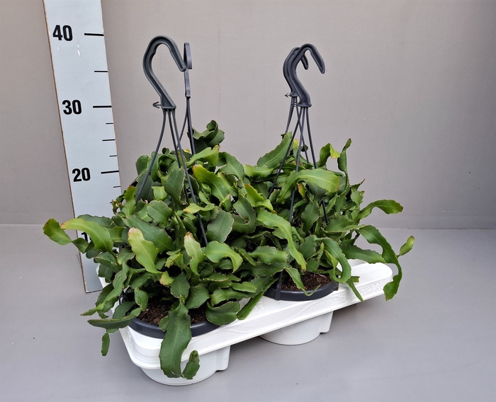 <h4>Epiphyllum guatem. var. monstrosa</h4>