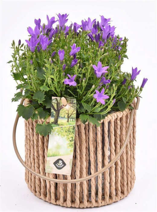 <h4>Touw lantaarn met glas 13cm h11.5cm</h4>