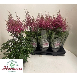 ASTILB YOUNIQ LILAC