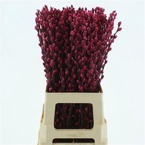 Salix Snow Flake Klb Cerise