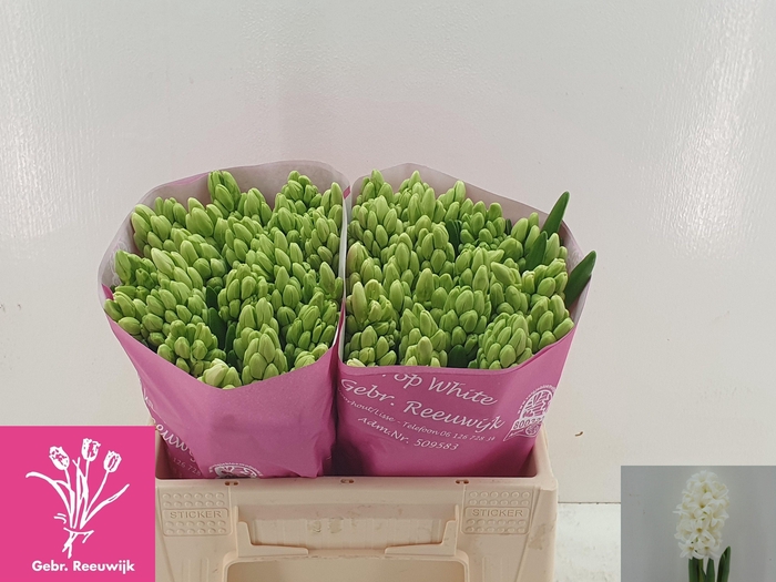 <h4>HYAC TOP WHITE</h4>