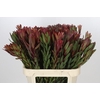 Leucadendron Safari Sunset