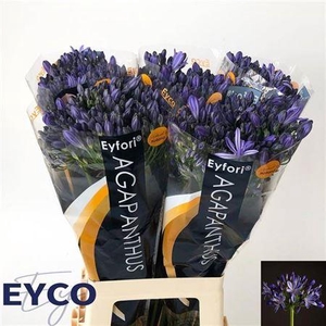 Agap Eyfori Blue