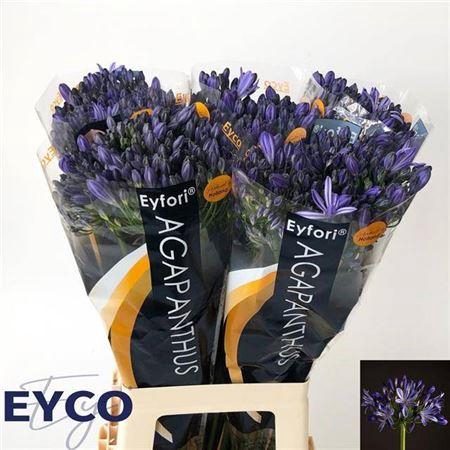 <h4>Agap Eyfori Blue</h4>