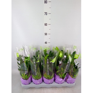 Zamioculcas zamiifolia