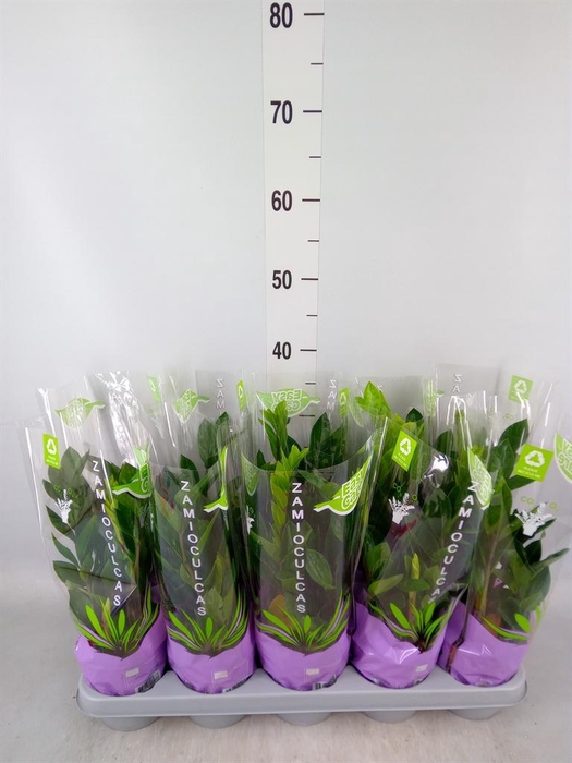 <h4>Zamioculcas zamiifolia</h4>