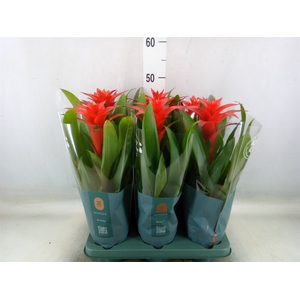 Guzmania  'Calypso'