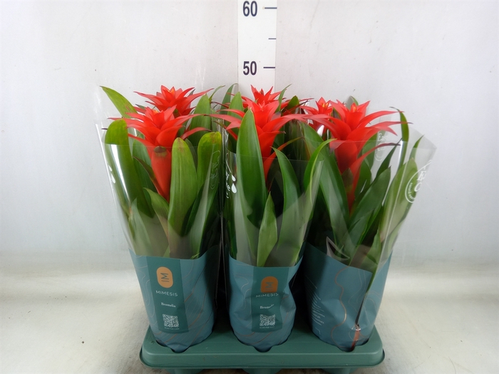 <h4>Guzmania  'Calypso'</h4>