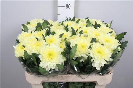 <h4>Chr G Zembla Cream</h4>