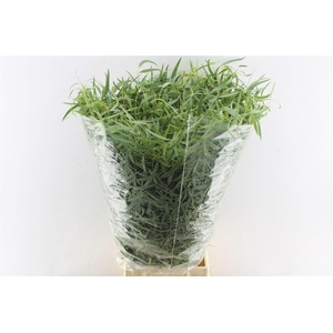 Euca Nicoly 300 Gram