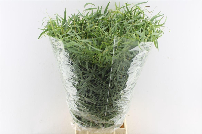 <h4>Euca Nicoly 300 Gram</h4>