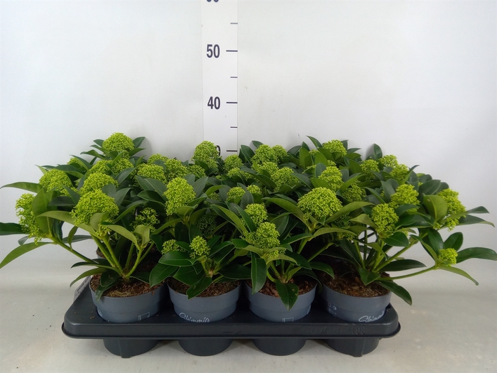 <h4>Skimmia jap. 'White Globe'</h4>