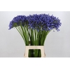 Agapanthus Dr Brouwer