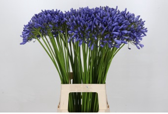 <h4>Agapanthus Dr Brouwer</h4>