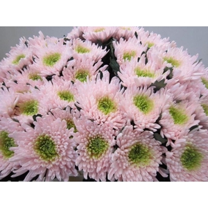 CHR G TOPSPIN G ROSE / GROEN