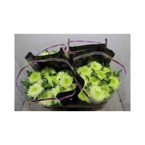 CHR G ZEMBLA LIME