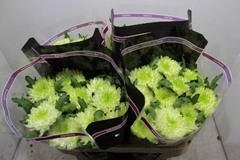 <h4>CHR G ZEMBLA LIME</h4>