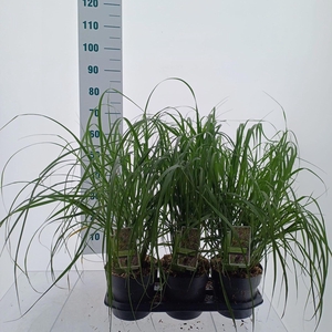 Pennisetum alopecuroides