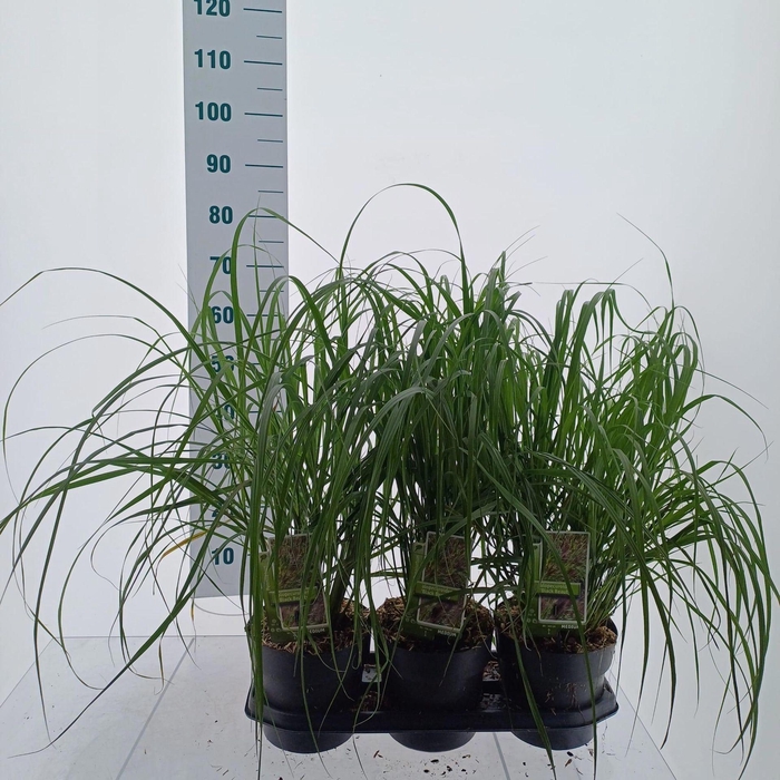 <h4>Pennisetum alopecuroides</h4>