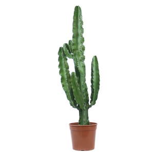 Euphorbia erytrea 21 cm