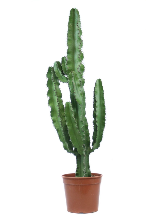<h4>Euphorbia erytrea 21 cm</h4>