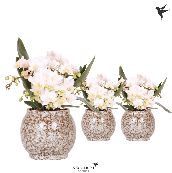 <h4>Kolibri Orchids Phalaenopsis Nazare 4 spike in Safari pot</h4>