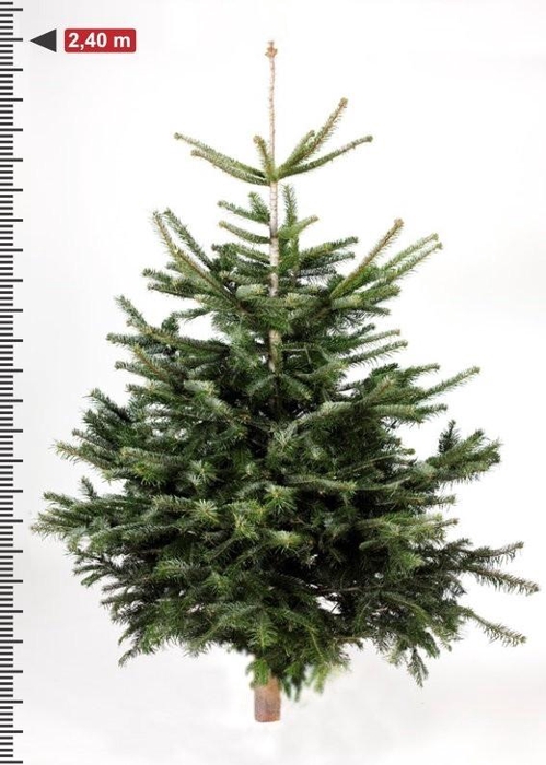 <h4>Abies Nordmanniana In Net</h4>