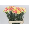 Dianthus St Rainbow Mix Orange
