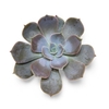 Echeveria Lilacina Cutflower Wincx-12cm