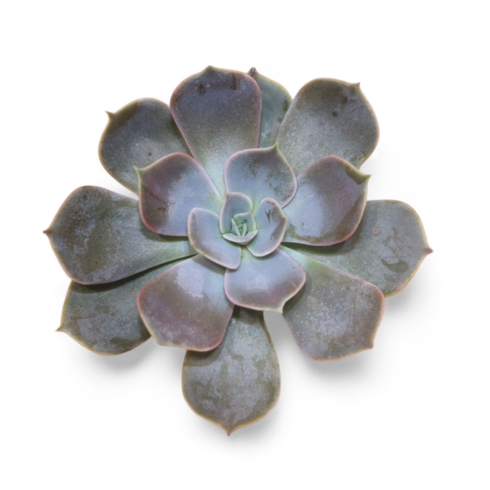 <h4>Echeveria Lilacina Cutflower Wincx-12cm</h4>