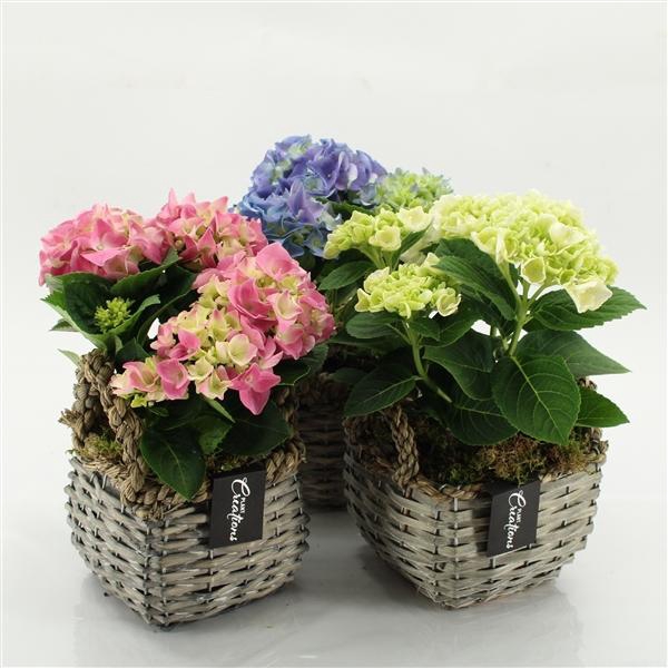 <h4>Arrangementen Hydrangea H%</h4>