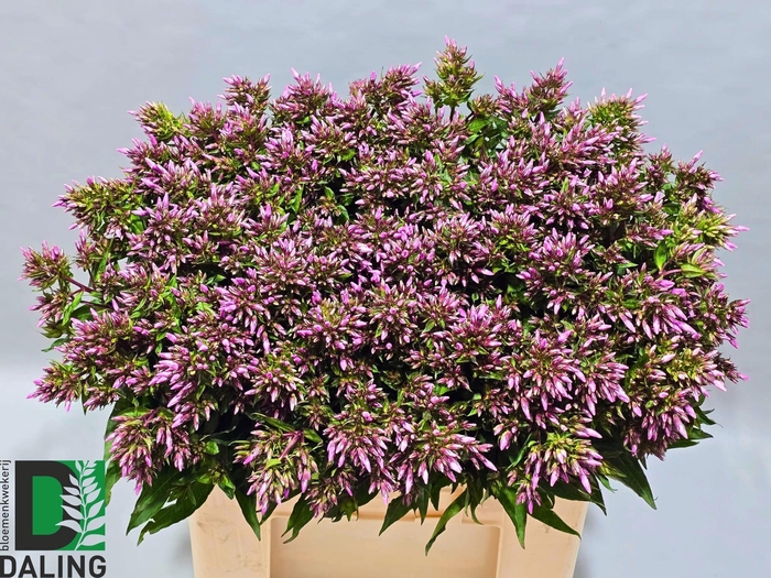 <h4>PHLOX P BRI EYES</h4>