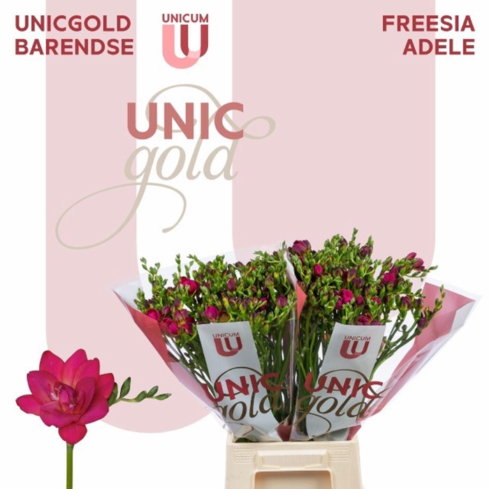 <h4>Freesia du Adele</h4>