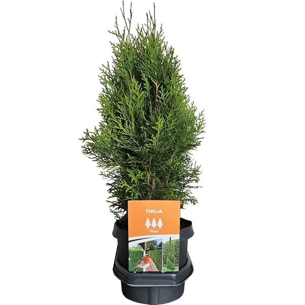 <h4>Hedgeline Thuja occidentalis Smaragd C3</h4>