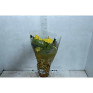 ANTHURIUM COLOURS AMARELO P17