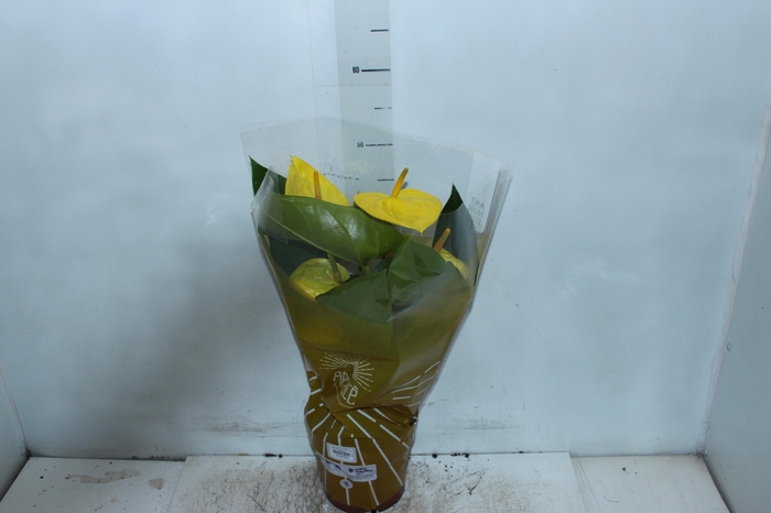 <h4>ANTHURIUM COLOURS AMARELO P17</h4>