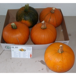 CUC MAXIMA HALLOWEEN