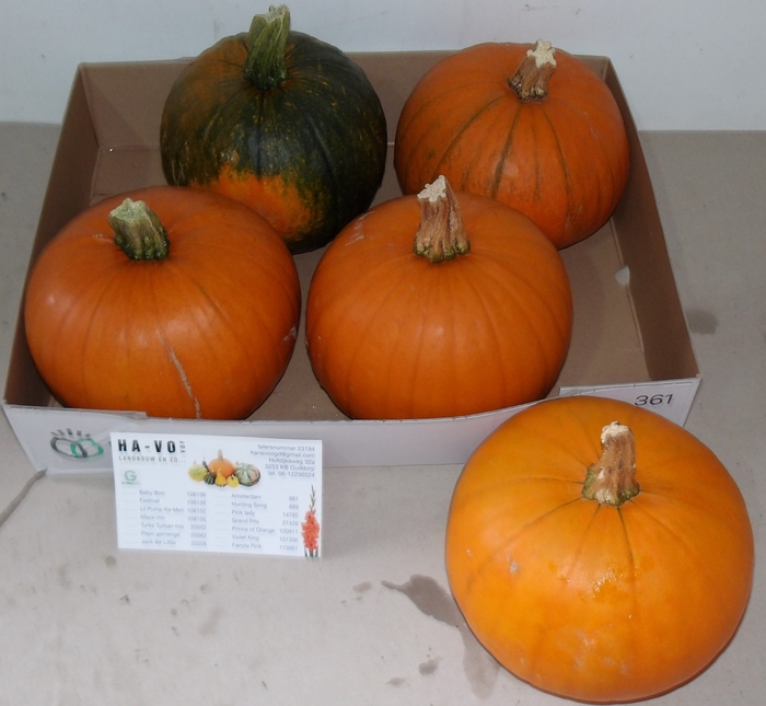 <h4>CUC MAXIMA HALLOWEEN</h4>