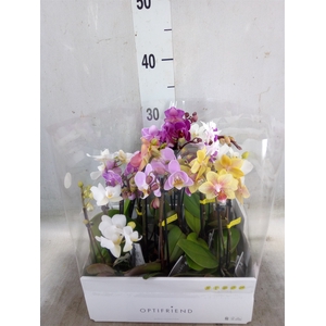 Phalaenopsis multi.   ...mix  5