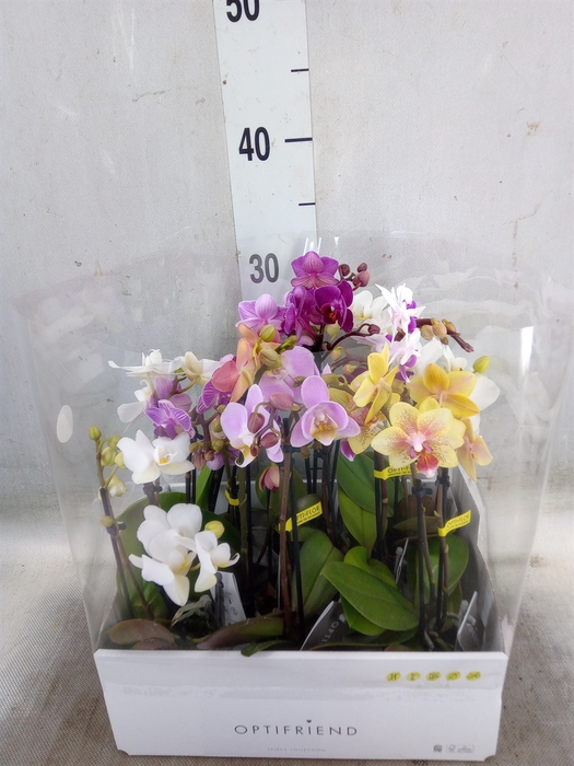 <h4>Phalaenopsis multi.   ...mix  5</h4>