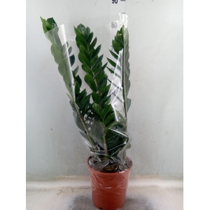 Zamioculcas zamiifolia