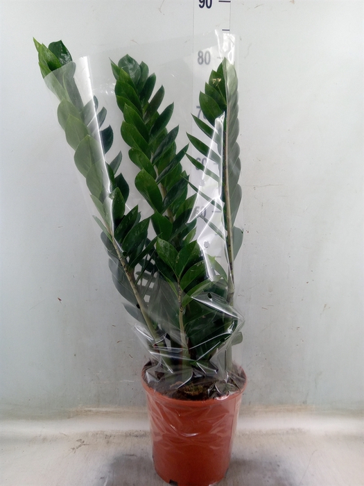 <h4>Zamioculcas zamiifolia</h4>