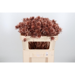 Eryn Supernova Kl Bh Koper