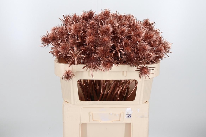 <h4>Eryn Supernova Kl Bh Koper</h4>