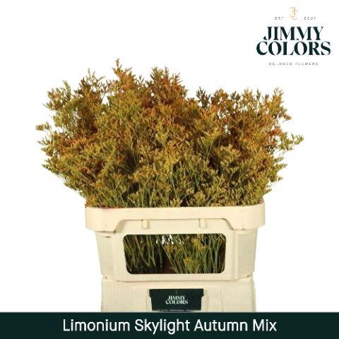 <h4>Limonium Skylight L70 Autumn mix (double)</h4>