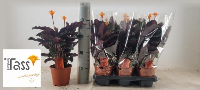 <h4>CALAT CROCATA</h4>