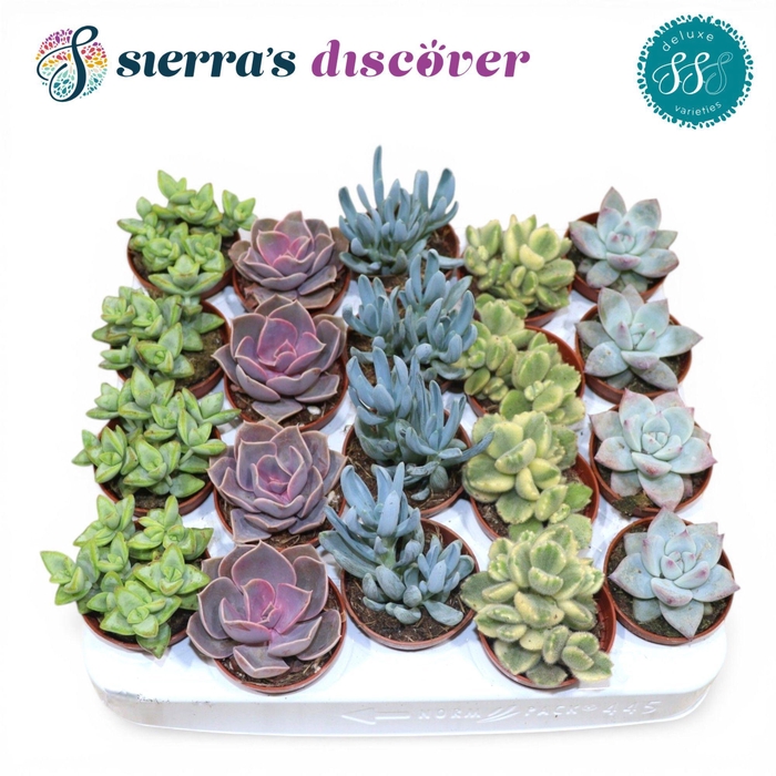 <h4>Discover® - Sevilla Succulents Mix (Deluxe)</h4>