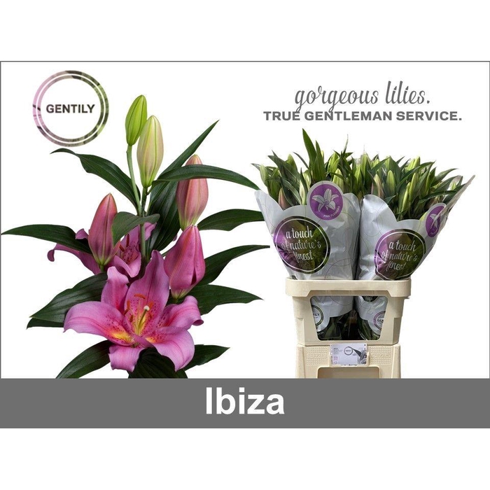 <h4>Li Or Ibiza</h4>